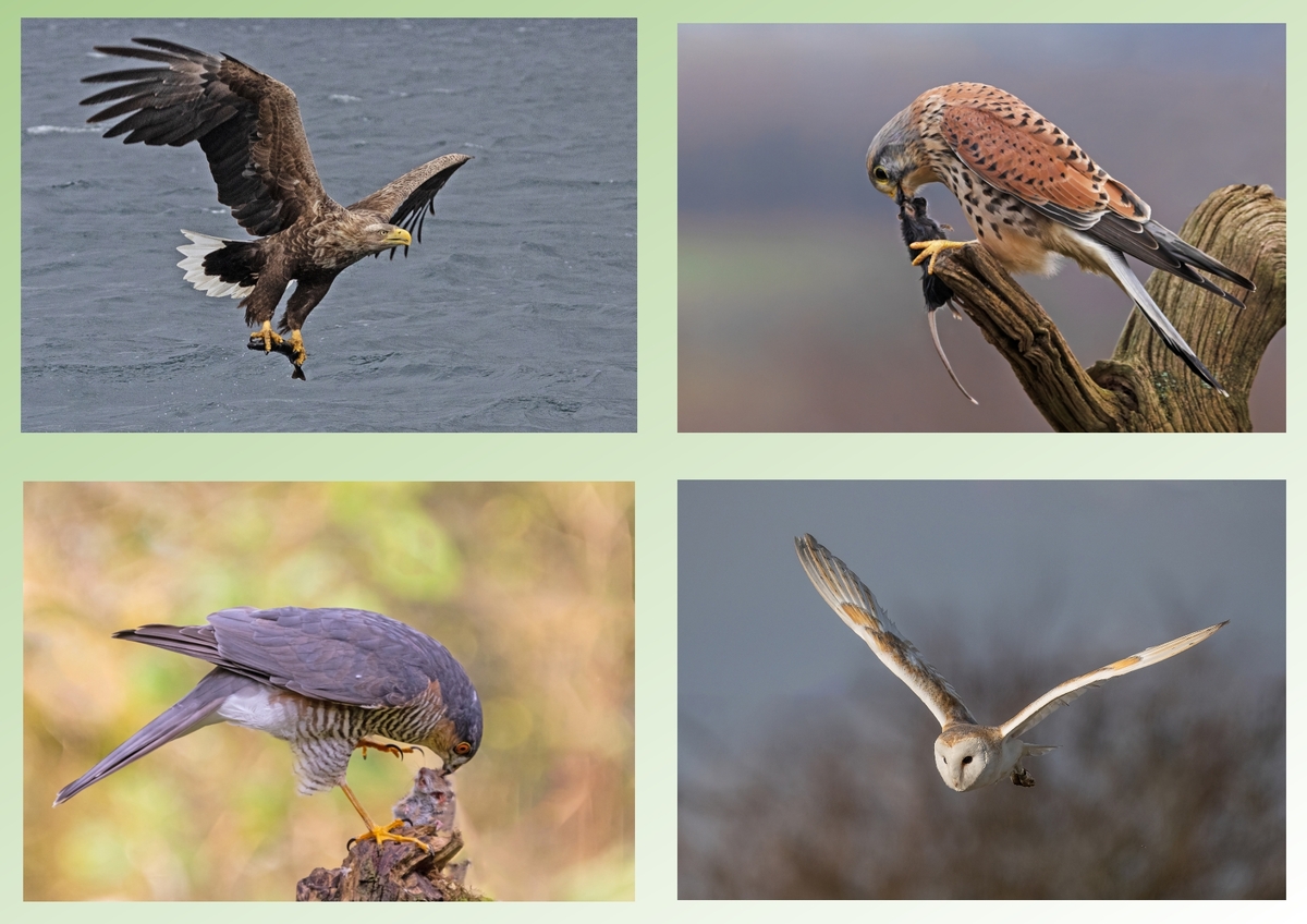 Successful bird hunts - Peter Bagnall - Commended